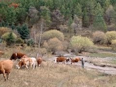-塞罕坝国家级自然保护区