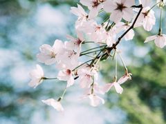 -顾村公园