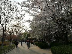 -西安青龙寺遗址景区