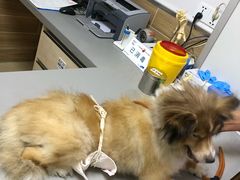 -爱侣宠医·鹦鹉专科·小型哺乳类·异宠专科(灵石路店)