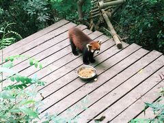 -成都大熊猫繁育研究基地