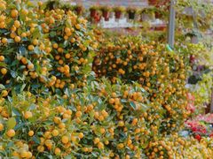 -桂林市花鸟市场