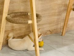 -柴犬小屋·柴餐厅·狗咖食堂(金鼎广场店)