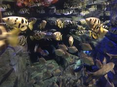 -成都浩海立方海洋公园