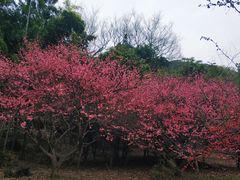 -宝界山林公园