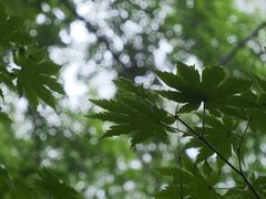 -关门山森林公园