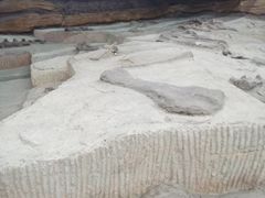 -吉林省自然博物馆