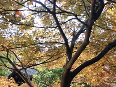 -梅园