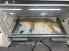-半岛宠物医院24小时(西派城店)