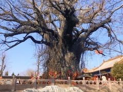 -大槐树寻根祭祖园