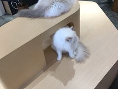 -瞄一喵猫咖(格力海岸店)