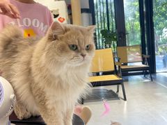 -琪喵猫屋·撸猫猫咖·猫舍