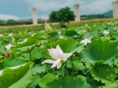 -光明小镇欢乐田园