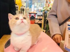 -momokira米努特·德文卷毛猫·棉花面纱犬
