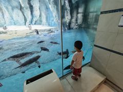 -帝企鹅自助餐厅•儿童岛•真企鹅(长隆企鹅酒店)