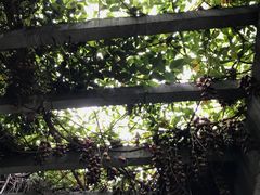 禾雀花-清溪森林公园