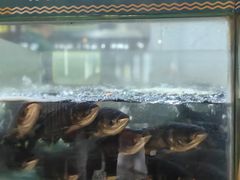 -老傅家湘潭水煮活鱼店(众一国际店)