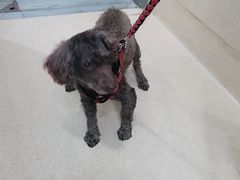 -爱侣宠医·鹦鹉专科·小型哺乳类·异宠专科(灵石路店)