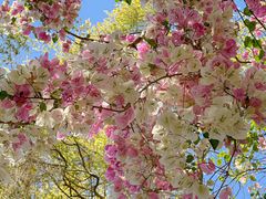 -深圳国际园林花卉博览园