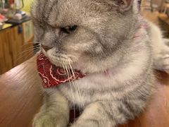 -猫色咖啡·猫咖