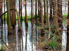 -桤木河湿地公园