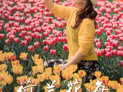 -荷兰花海