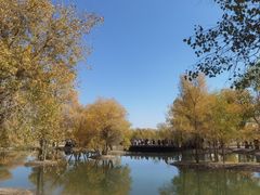 -金塔沙漠胡杨林景区