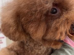 -瑞鹏宠物医院·超声·骨科·奇麟分院(蜀都万达店)