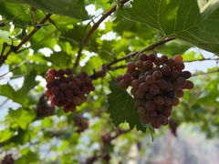 -群生大院(怀柔店)