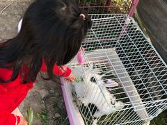 -喜杨洋草莓采摘园