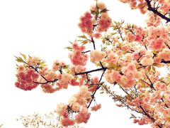 -顾村公园