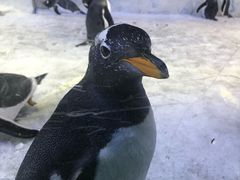 -芜湖新华联大白鲸海洋公园