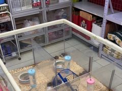 -钓仓鼠(洋桥北里小区店)