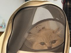-御宝贝·A梦猫科宠物医院(国际猫友好医院)