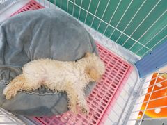 -龟与熊猫宠物公园(南坪店)