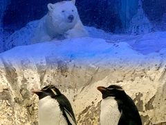 -海合安青岛极地海洋公园