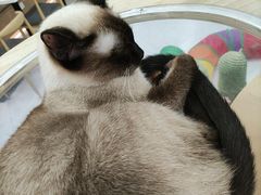 -喵园·猫主题咖啡厅·撸猫·猫咖(国贸店)