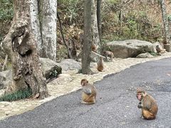 -姑婆山旅游区