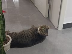 -北京观赏动物医院·24小时大型综合·猫专科·异宠专科