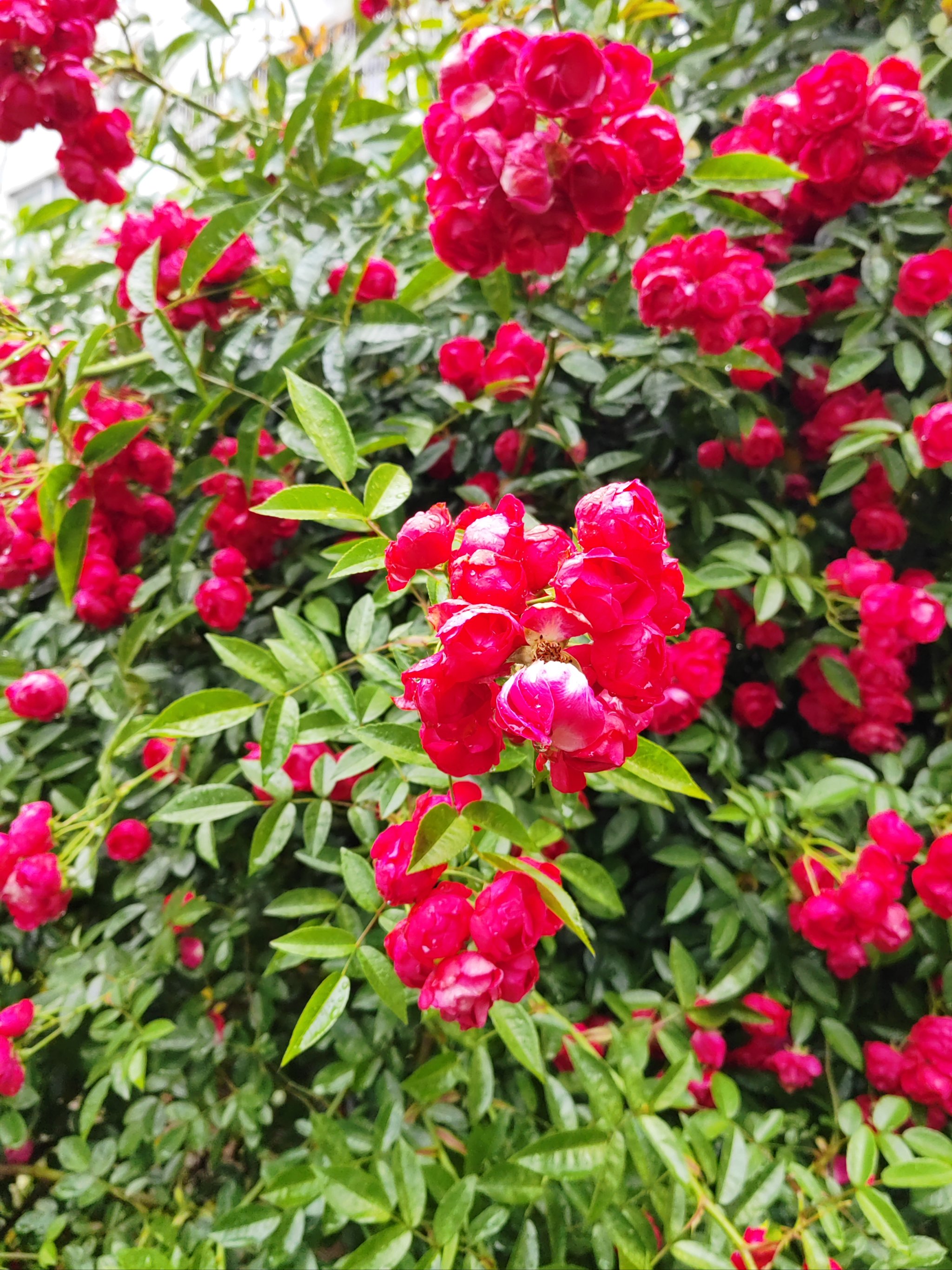 雨中花图片蔷薇图片