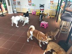 -柴犬高等学院·狗咖·柴犬售卖·宠物训练