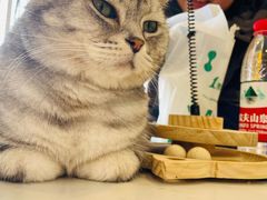 -平行世界·猫咖(首经贸店)