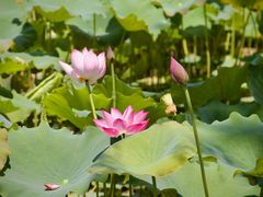 -野鸭湖国家湿地公园