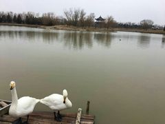 -盐城丹顶鹤湿地生态旅游区
