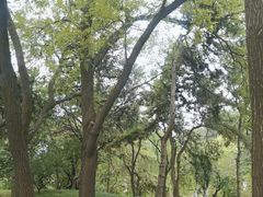 -元大都城垣遗址公园