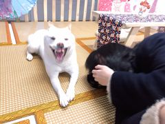 -柴迷FANS CLUB·柴犬狗咖·猫咖