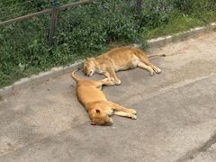 -大连森林动物园