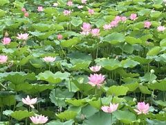 -荔湾湖公园