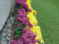-金莲花广场