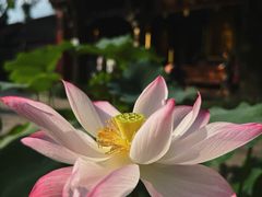 -成都市文殊院
